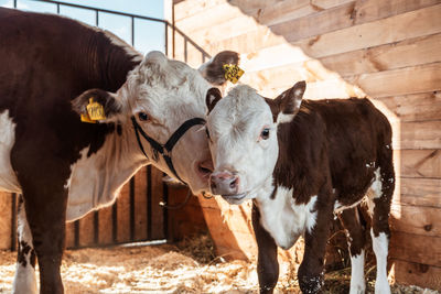 Portrait of a cow with a calf in the farm