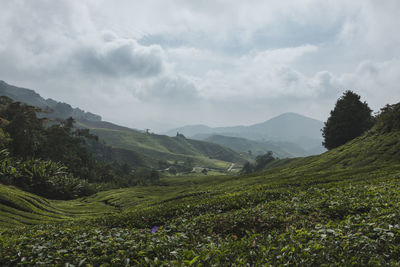 Scenic view of landscape against sky