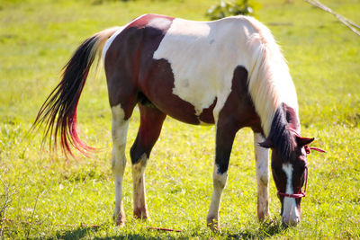 Horse grazing in a field