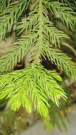 Close-up of pine tree branch during winter