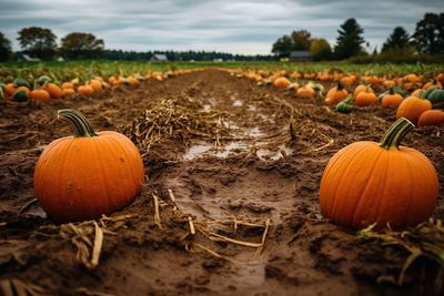 Close-up of pumpkins on field