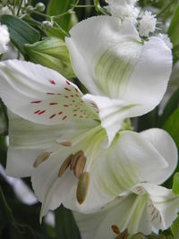 Macro shot of white flower growing on plant