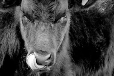 Close-up portrait of cow