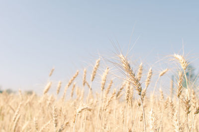 Close-up of wheat field against clear sky