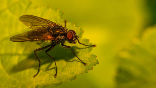 Close-up of insect on leaf