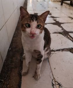 High angle portrait of cat standing on footpath
