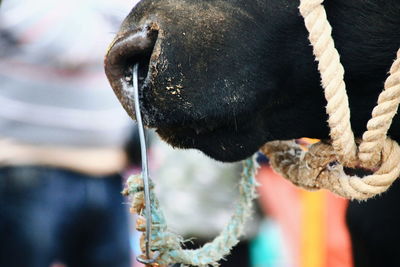 Close-up of a cow's mouth