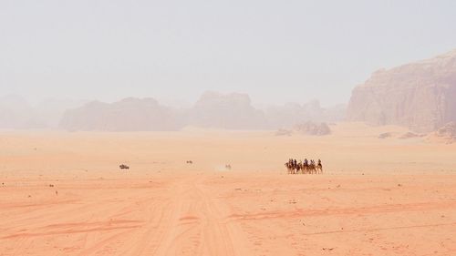 Horses in a desert