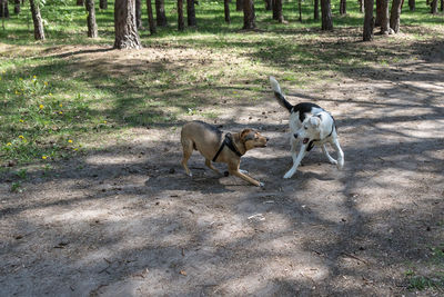 Dogs on field