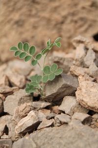 Close-up of small plant on land