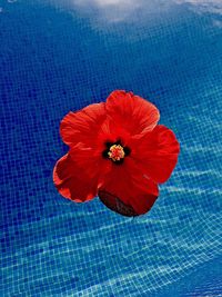 Close-up of red hibiscus flower in swimming pool