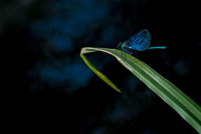 Close-up of insect on plant