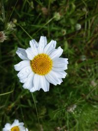 Close-up of white daisy flower on field