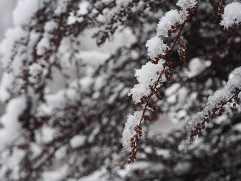 Close-up of snow covered cherry tree