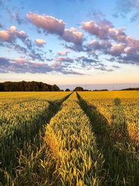 Scenic view of agricultural field against sky