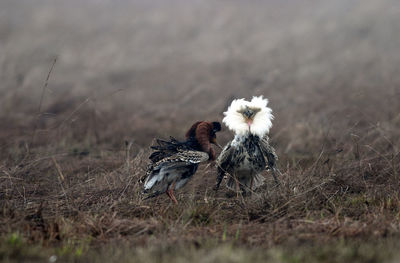 Close-up of bird on field