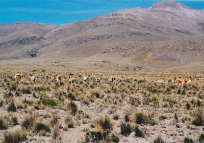 Scenic view of desert against sky