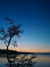 Silhouette tree by sea against sky at sunset