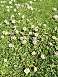 High angle view of daisies on field