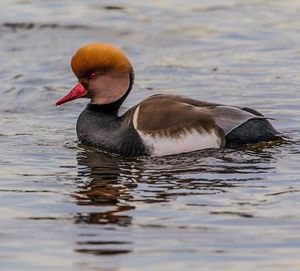 Close-up of duck swimming in lake