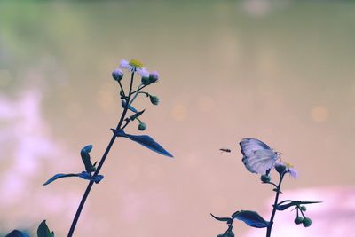 Close-up of bird perching on flower against sky