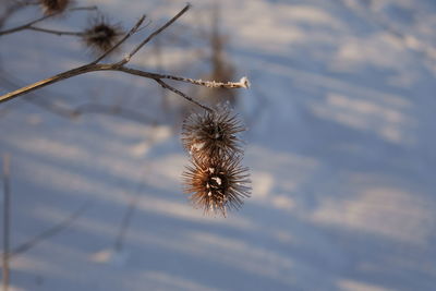 Close-up of wilted plant against sky during winter