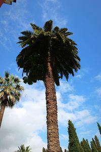 Low angle view of palm trees against blue sky