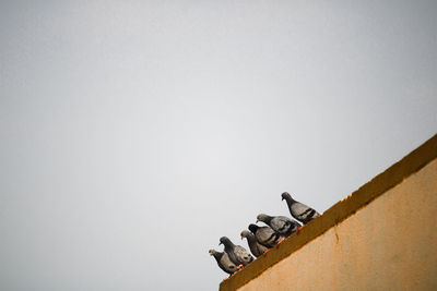 Low angle view of pigeons perching on roof against clear sky