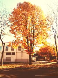 Trees in city during sunset