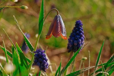 Close-up of butterfly on purple flower