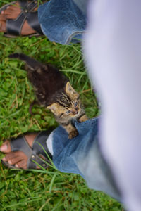 Full length of hand holding cat on plant