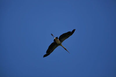 Low angle view of a bird flying