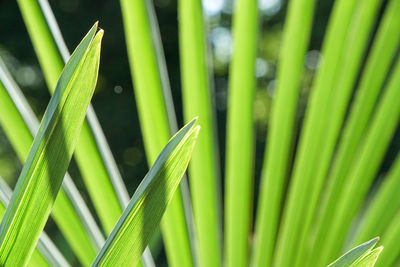 Close-up of green leaf on field