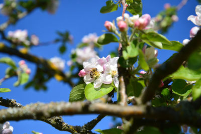 Close-up of cherry blossoms against sky