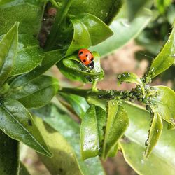 Close-up of ladybug on plant