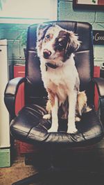 Portrait of a dog