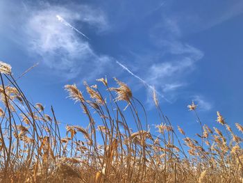 Low angle view of plants against blue sky