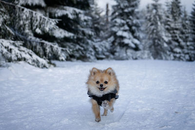 Dog on snow covered land