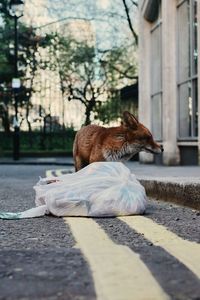 View of a fox on footpath in the middle of london 