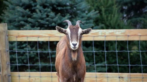 Portrait of goat at farm