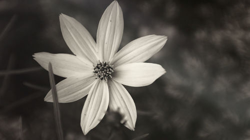 Close-up of flower blooming outdoors