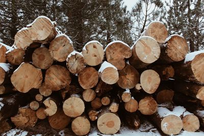 Stack of logs in forest