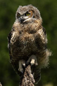 A trained juvenile great horned owl, bubo virginianus