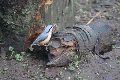 Bird perching on tree trunk