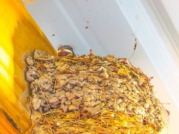 High angle view of bees