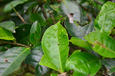 Close-up of water drops on leaves