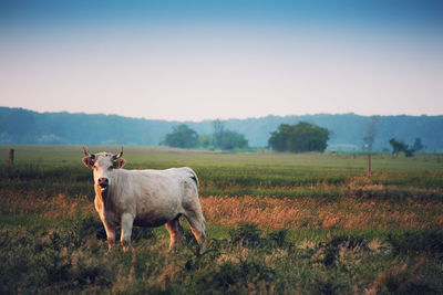 Cow standing on field against sky