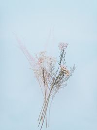 Low angle view of flowering plant against sky