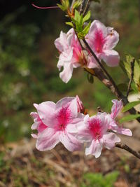 Close-up of pink cherry blossom