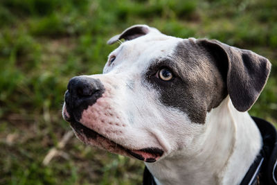 Close-up of a dog looking away